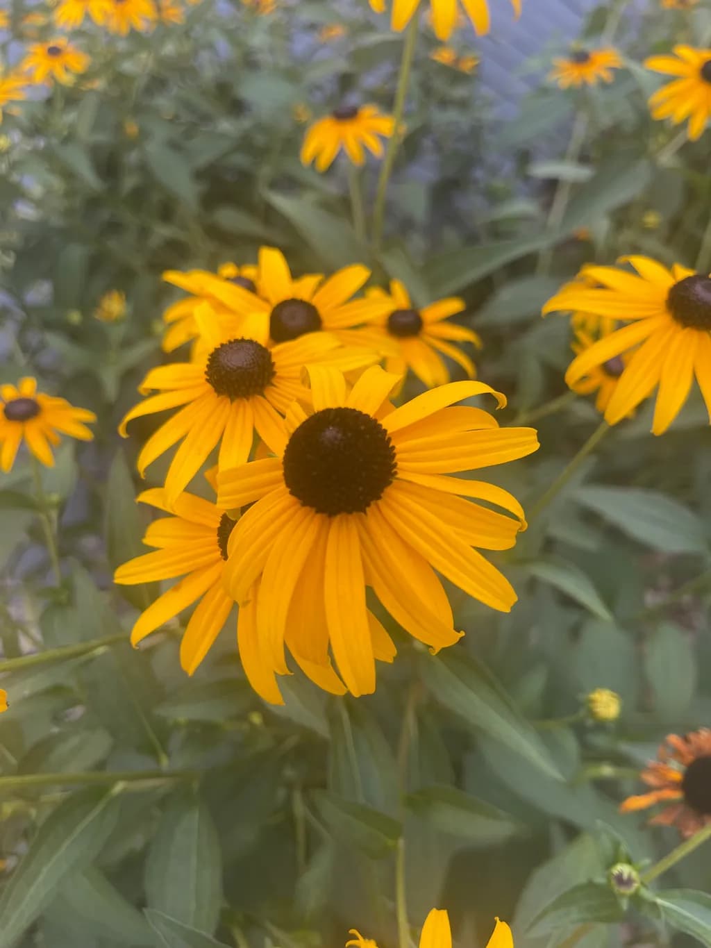 Golden Blossoms