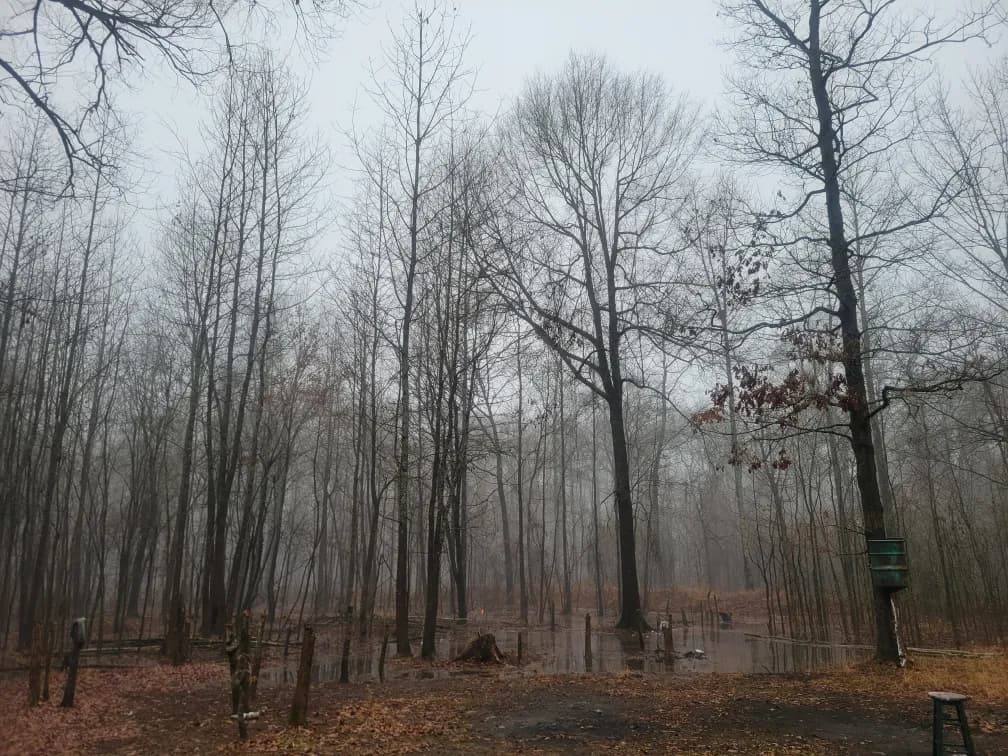 Foggy Forest Silence