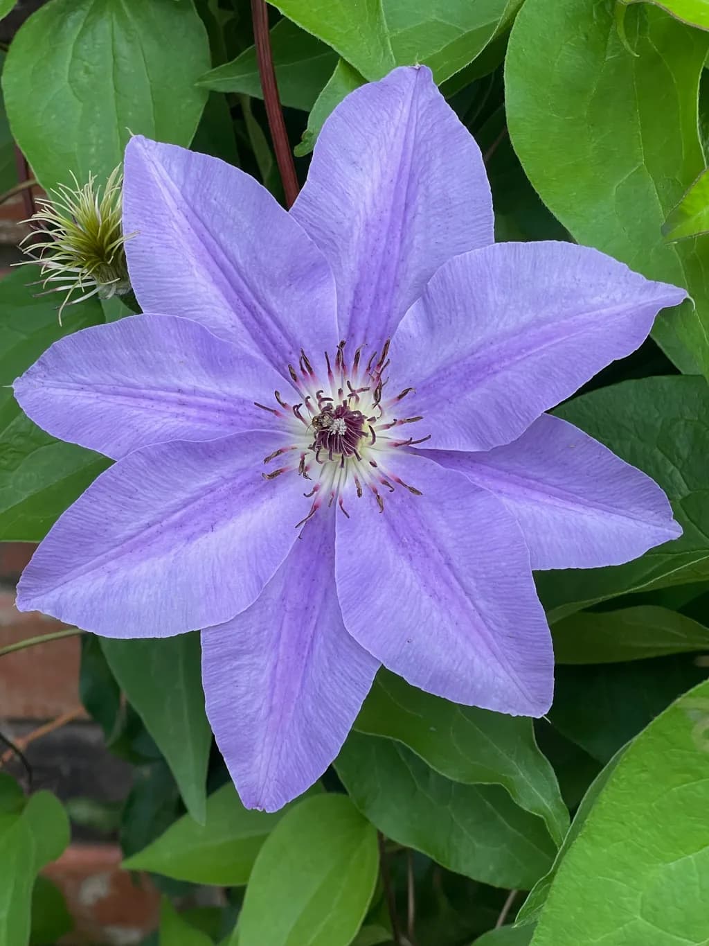 Lavender Clematis Blossom