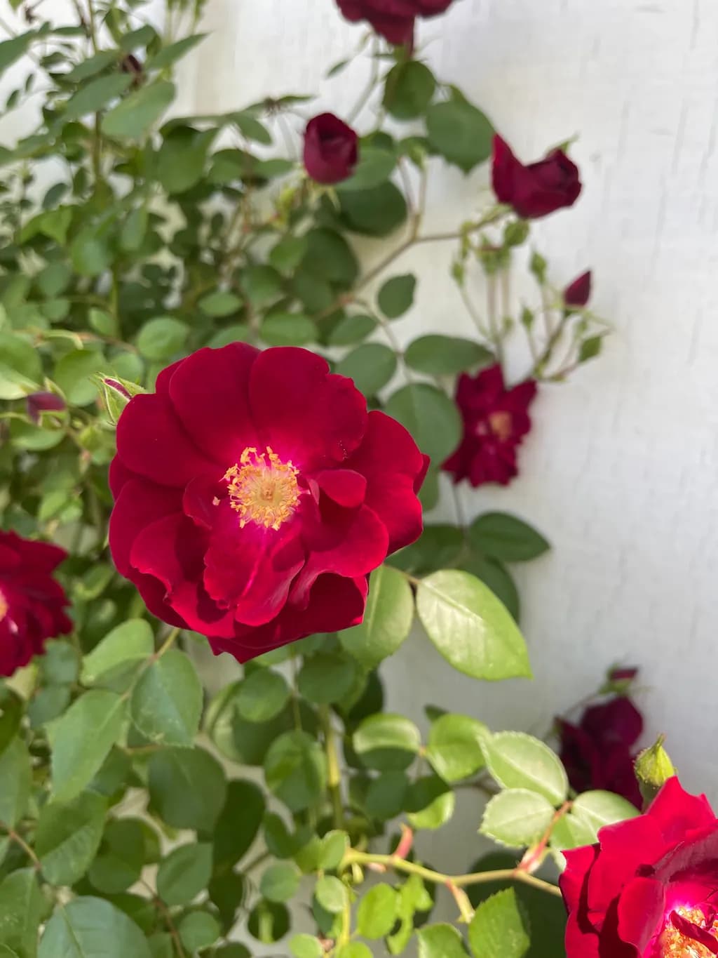 Crimson Bloom