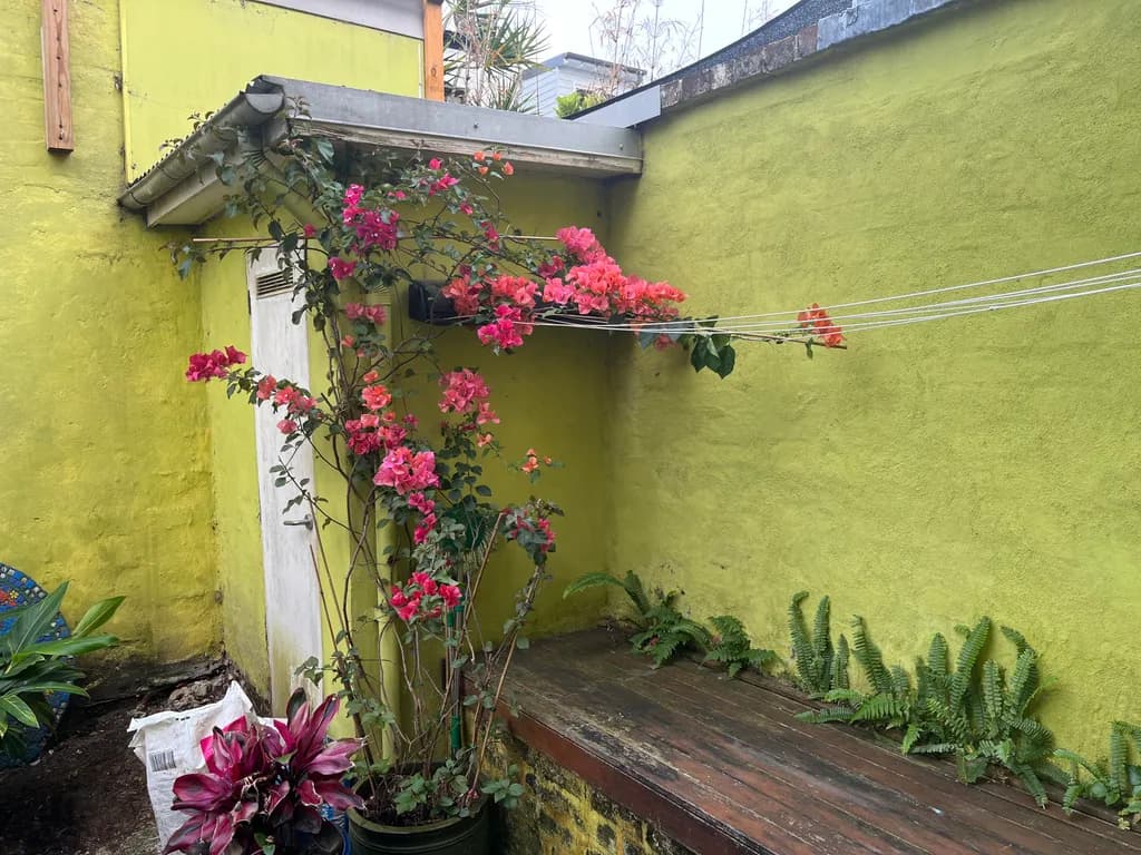 Vibrant Bougainvillea Against a Lush Yellow Wall: A Serene Garden Escape