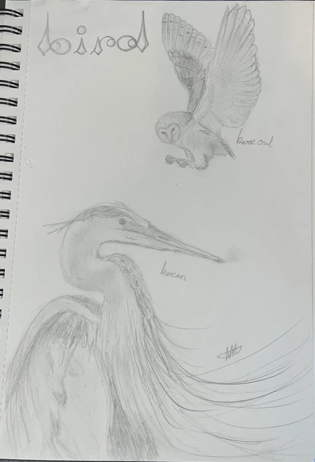 Whispers of the Wild: A Sketch of an Owl and Heron in Flight