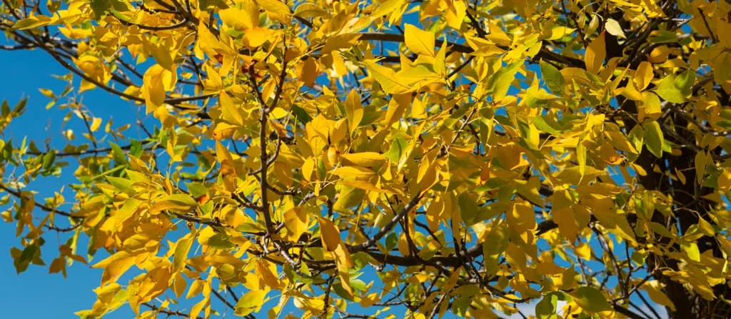 Golden Whispers: Autumn Leaves Dancing Under a Clear Blue Sky