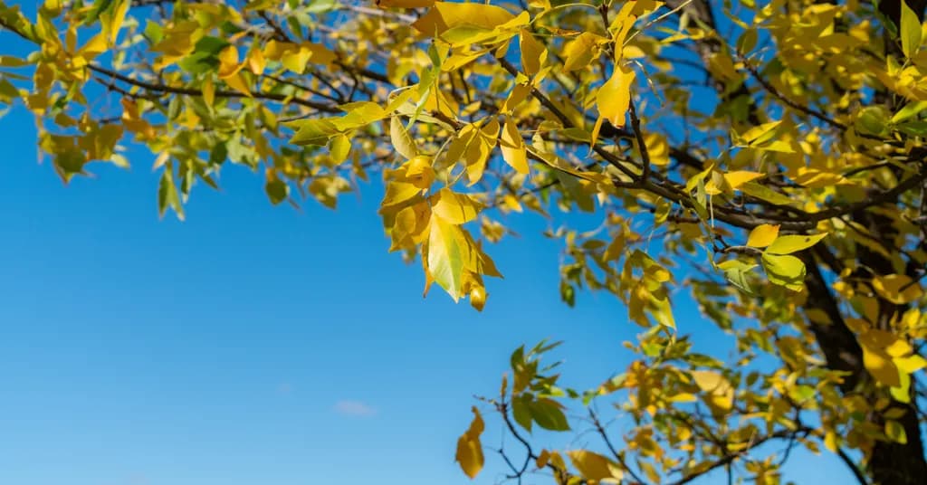 Golden Whispers: Autumn Leaves Against a Clear Blue Sky