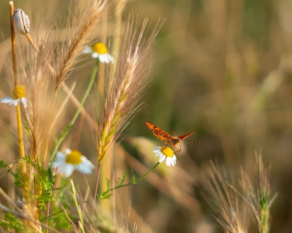 Whispers of Nature: A Butterfly's Dance Among Wildflowers
