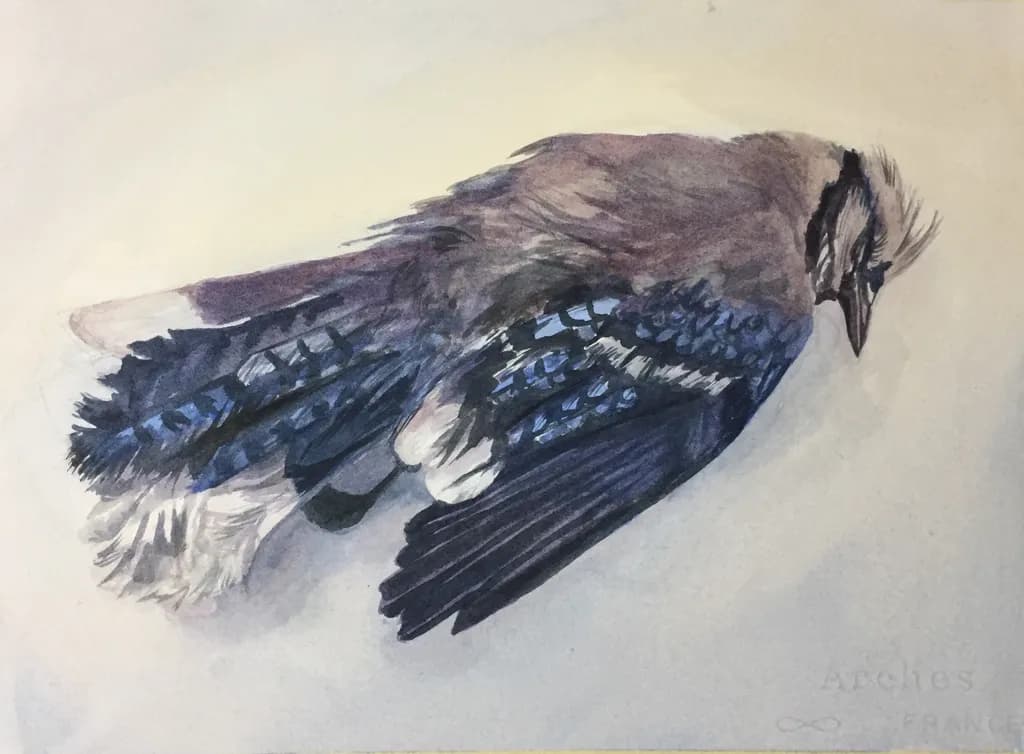 Still Bluejay