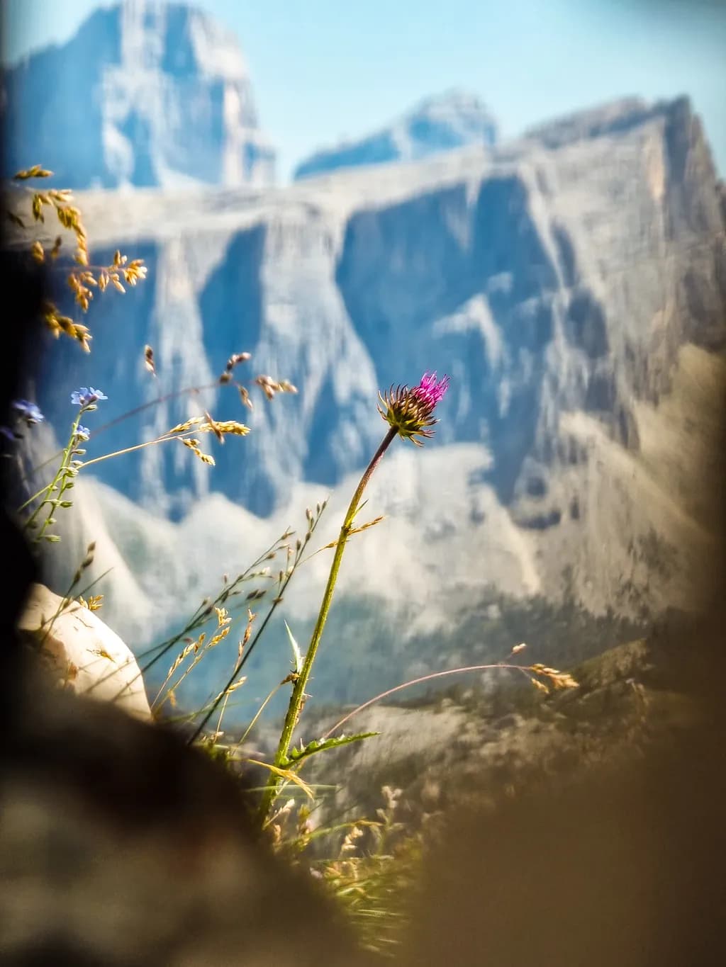 Whispers of Resilience: A Lone Flower Against Majestic Peaks