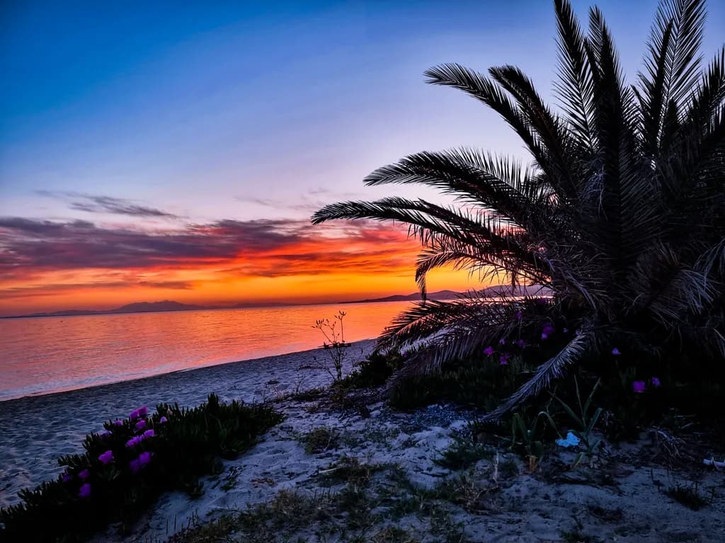Serene Sunset Over Palm-Lined Beach: A Tranquil Landscape Escape