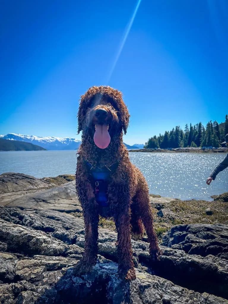Joyful Adventure: A Playful Dog Against a Stunning Natural Backdrop