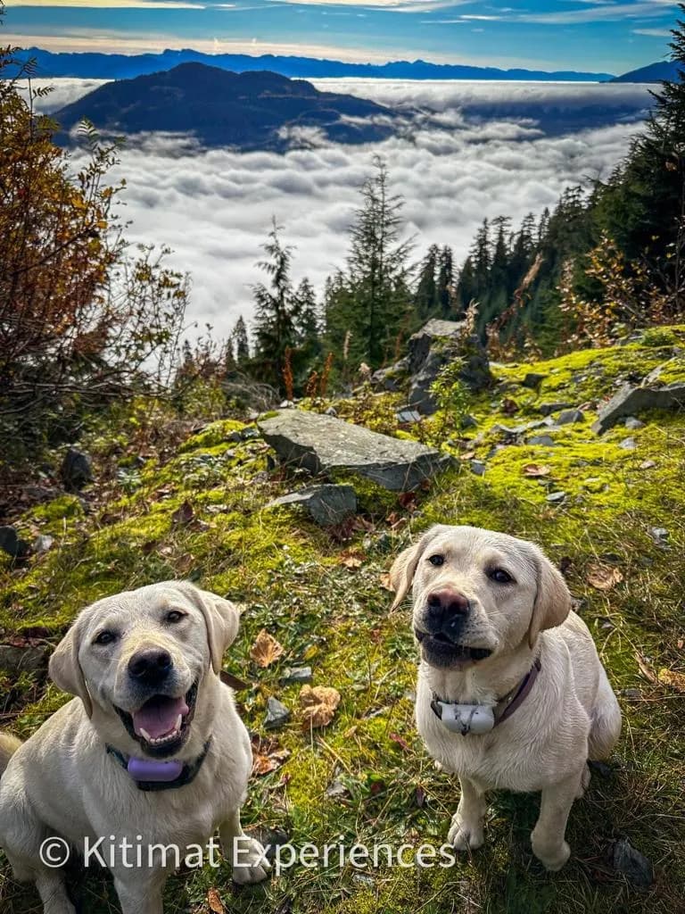 Joyful Companions Amidst Nature's Embrace: A Scenic Adventure with Labrador Friends