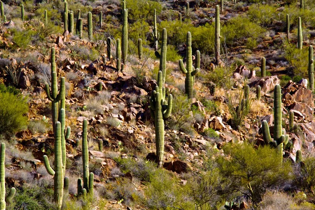 Desert Symphony: The Majestic Cacti of the Southwest Landscape