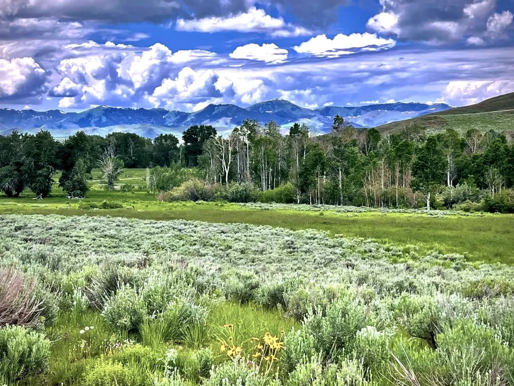 Mountain Meadow Bliss