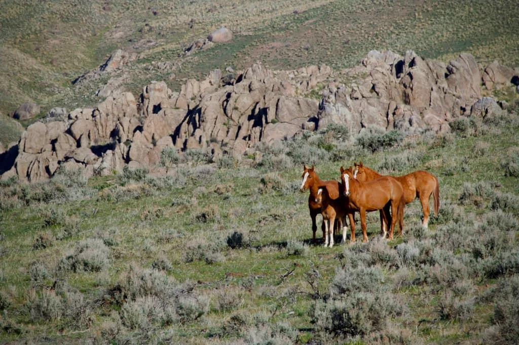 Herd in Harmony