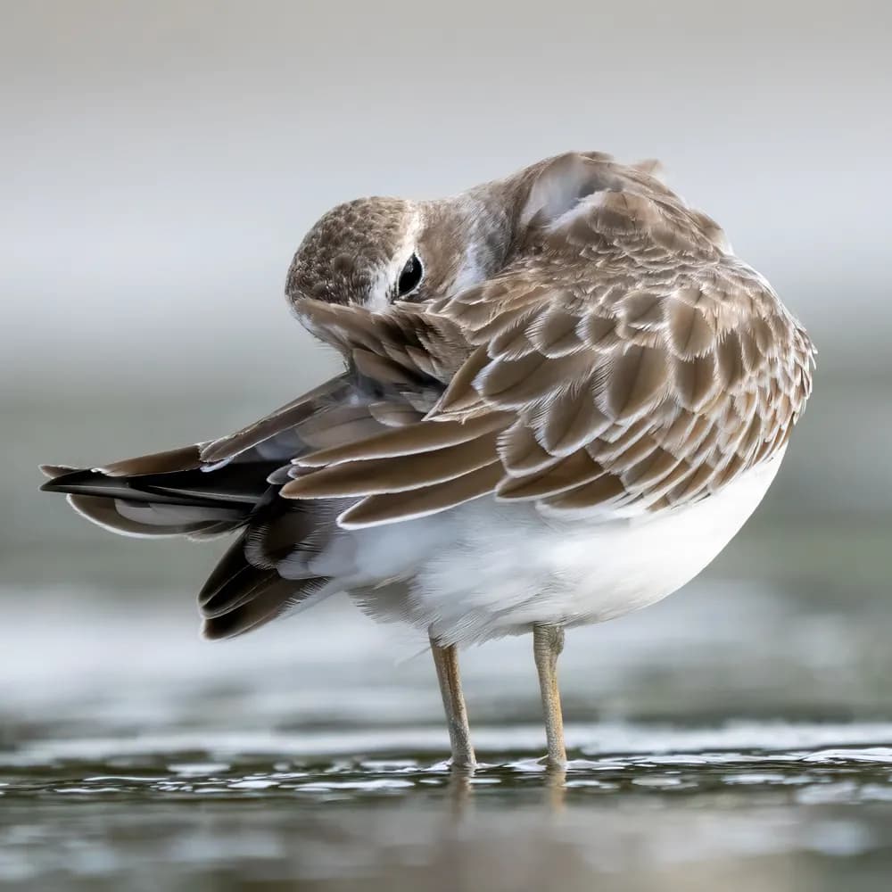 Whispers of Serenity: A Shorebird's Moment of Reflection