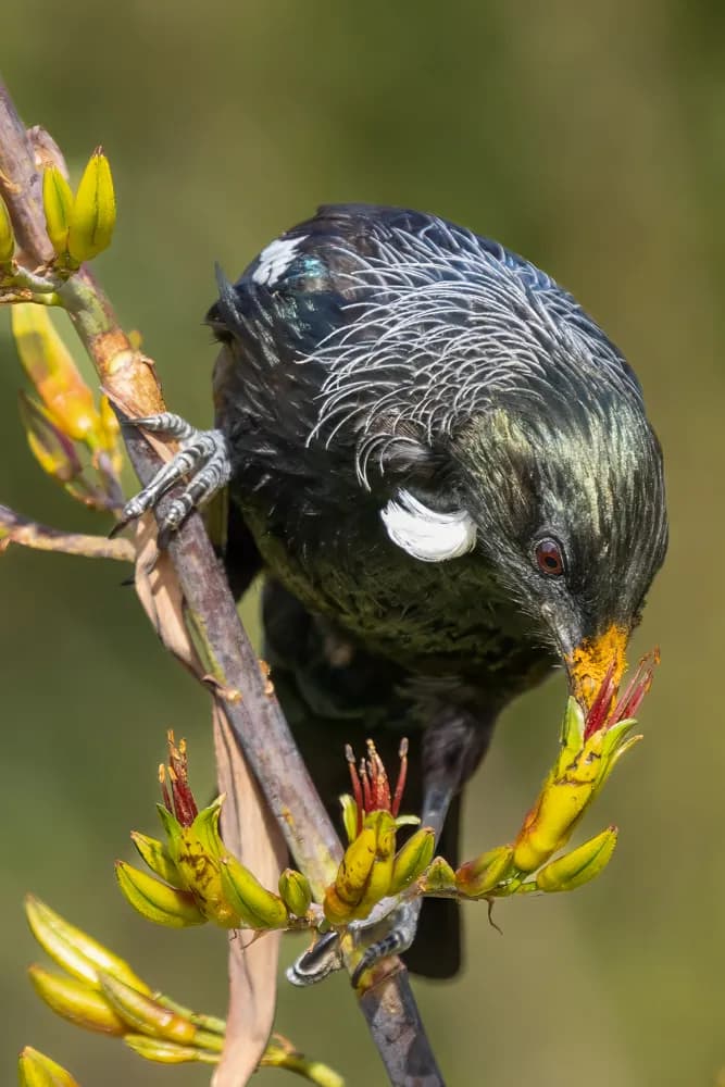 Whispers of Nature: A Tui's Dance Among Blossoms