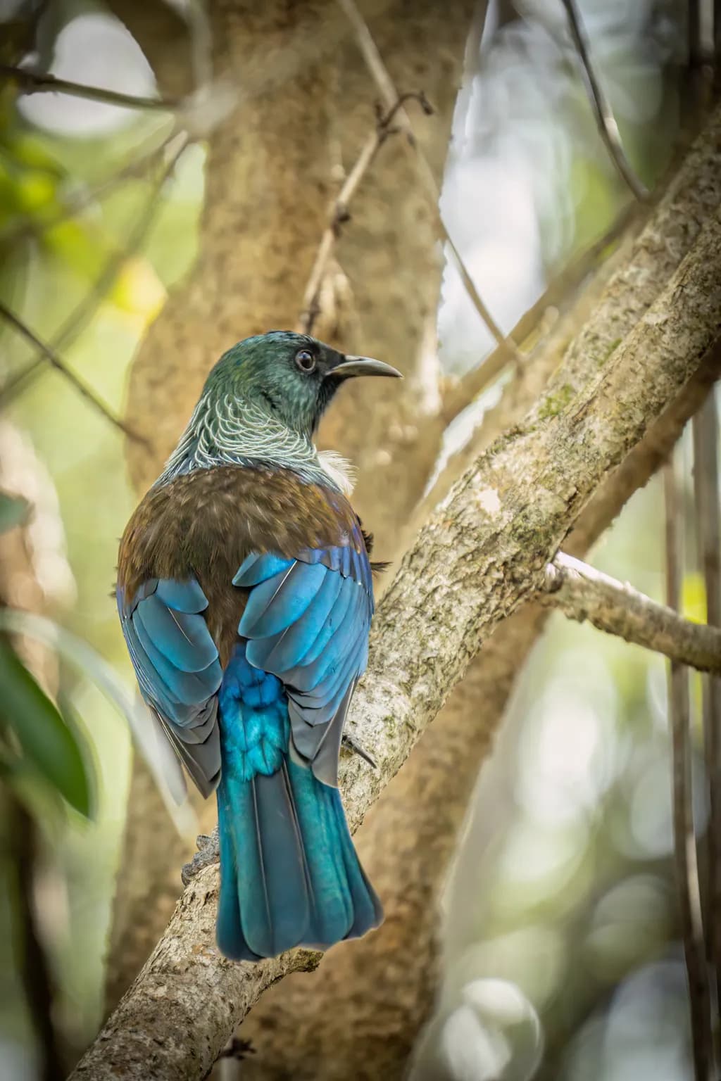 Whispers of Nature: The Enchanting Blue Bird Among the Trees