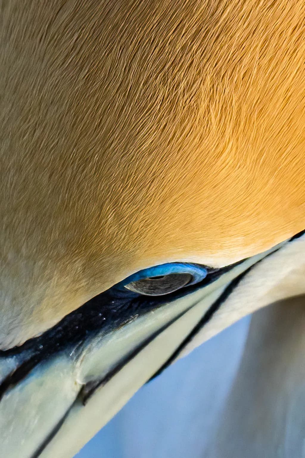 Golden Gaze: A Close-Up Exploration of Avian Beauty and Texture