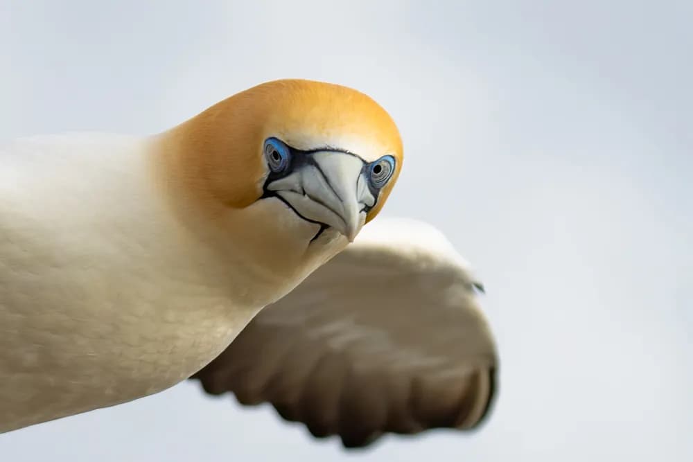 Majestic Flight: A Close Encounter with Nature's Feathered Beauty