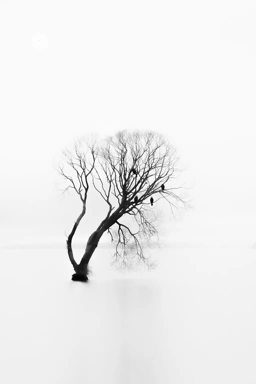 Whispers of Solitude: A Black and White Tree in Tranquil Waters