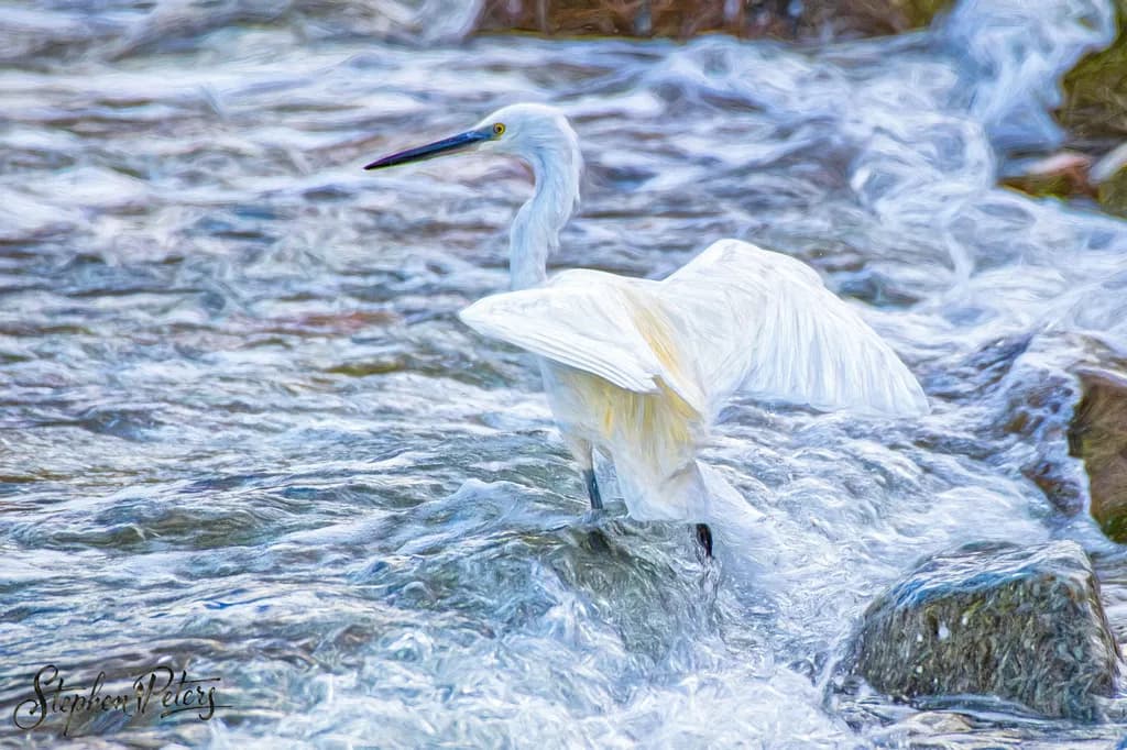 Little Egret in Flow