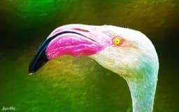Flamingo Chic