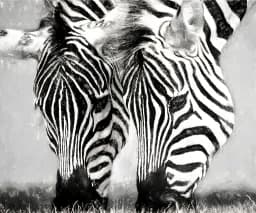 Black & White Twins
