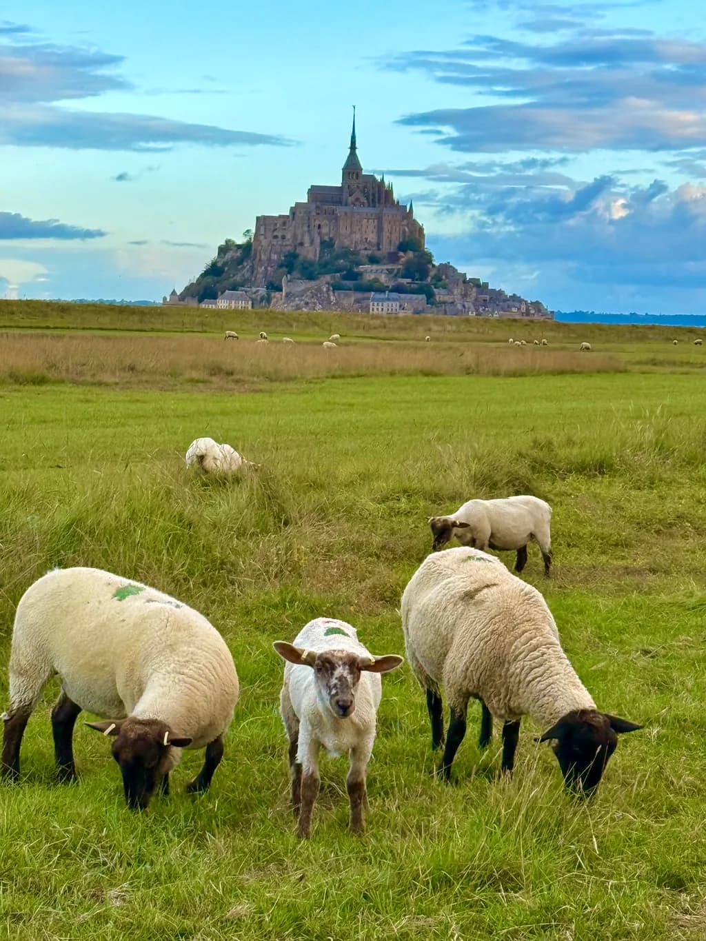 Whispers of Mont Saint-Michel: A Pastoral Dreamscape with Grazing Sheep