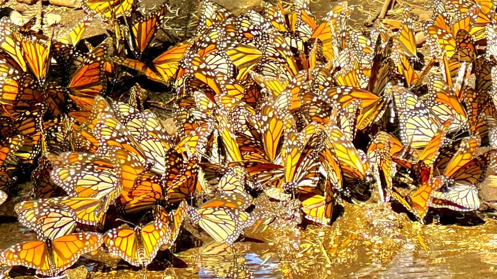 Monarch Gathering