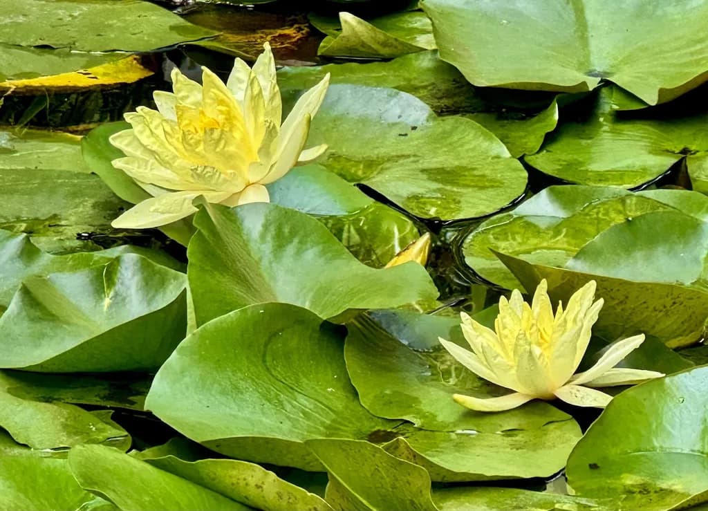 Water Lily Serenity