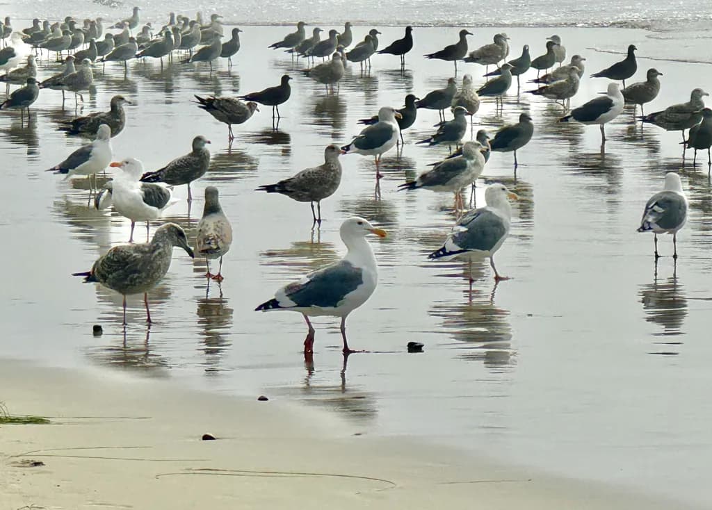Shoreline Gathering