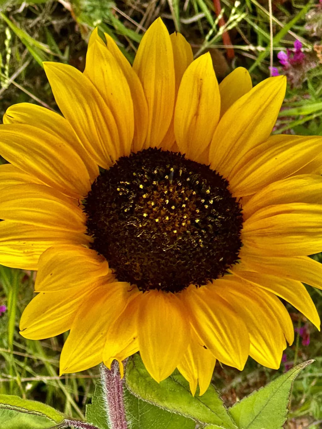 Sunflower Delight