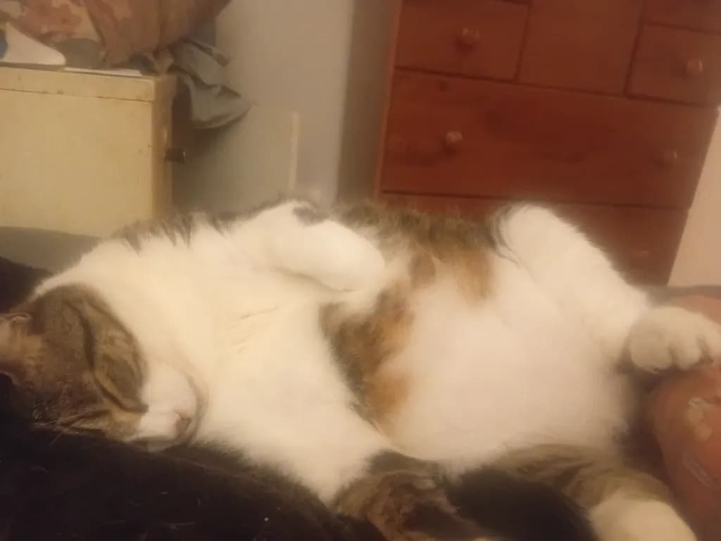 Whiskered Dreams: A Cozy Cat's Serene Slumber