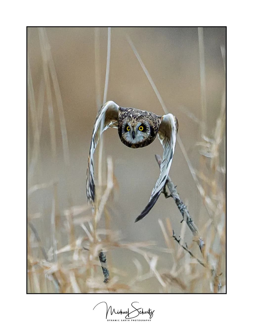 Skagit Valley Owl
