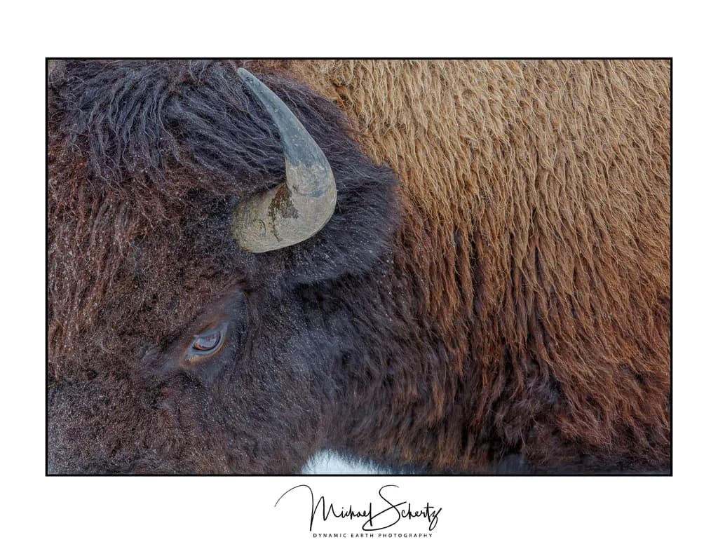 Bison Majesty