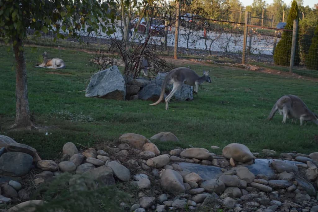 Kangaroo Jumping