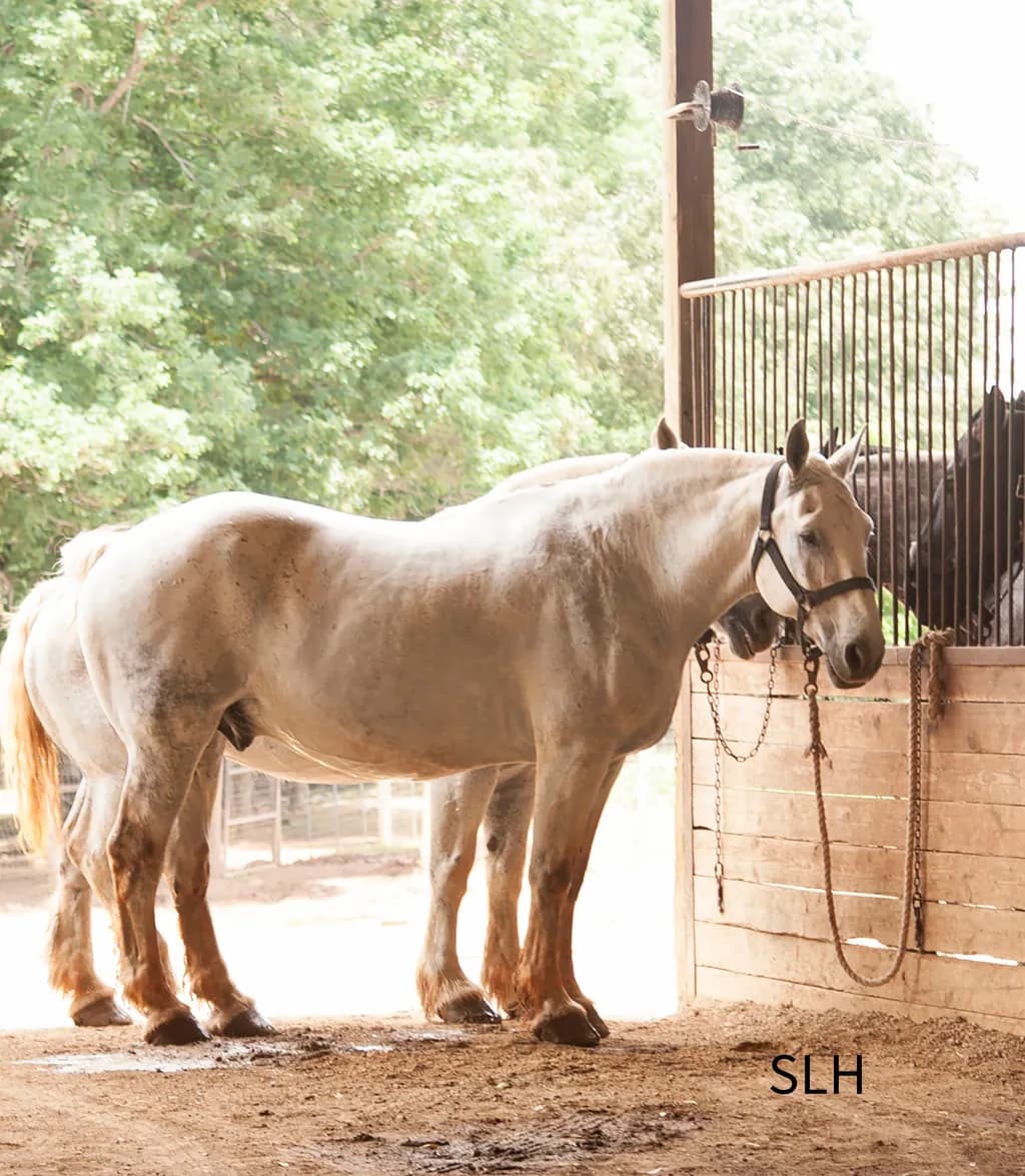 White Horses in Quiet Vigil