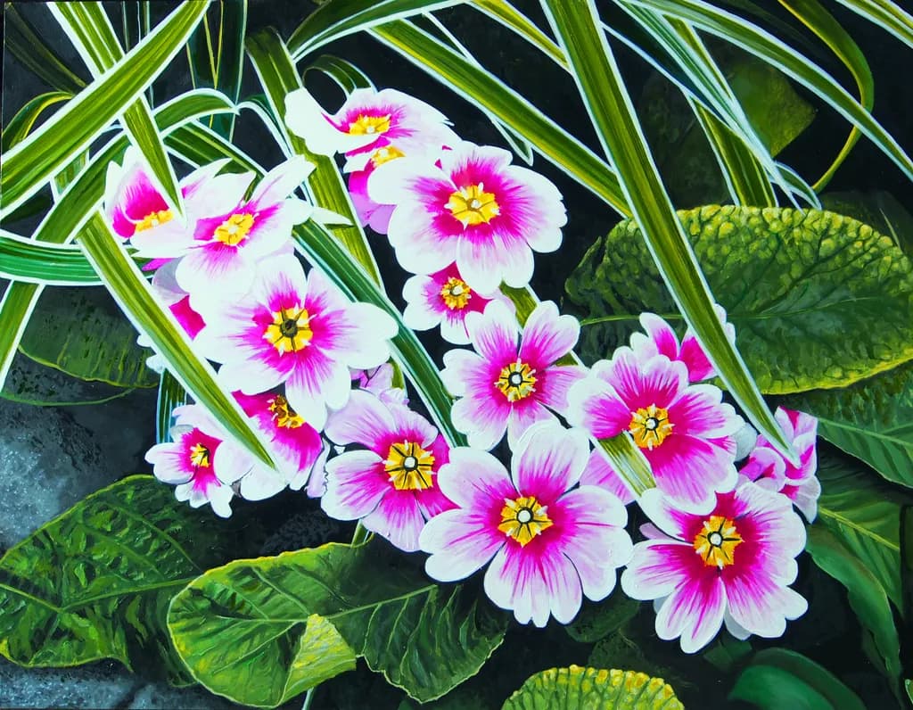 Cinerarias Cluster