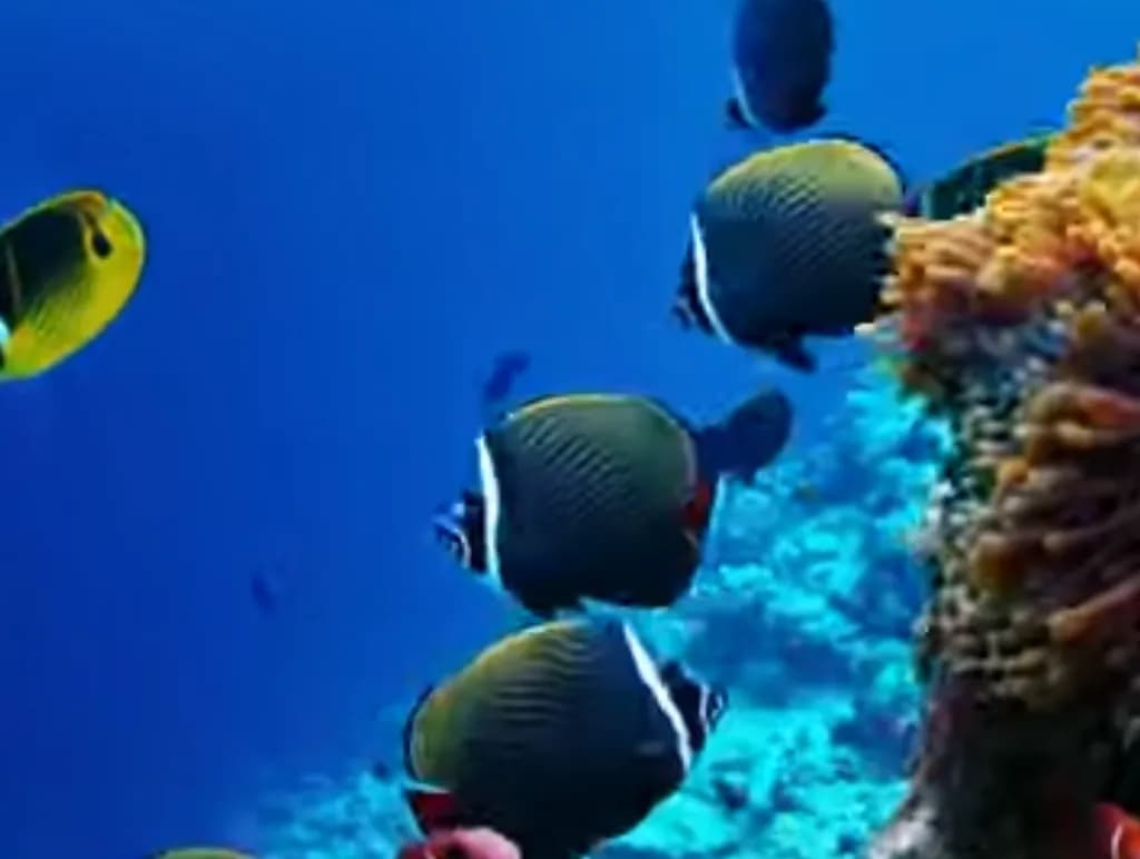 Vibrant Underwater Symphony: A Colorful Dance of Marine Life and Coral Reefs