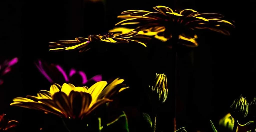 Vibrant Shadows: A Dance of Petals in Nature's Embrace