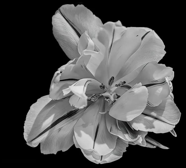 Ethereal Elegance: A Black and White Floral Symphony