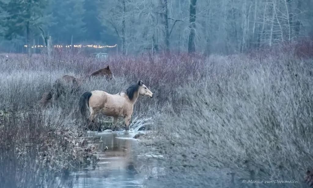 Whispers of the Wild: A Serene Encounter with Horses in the Misty Marshlands