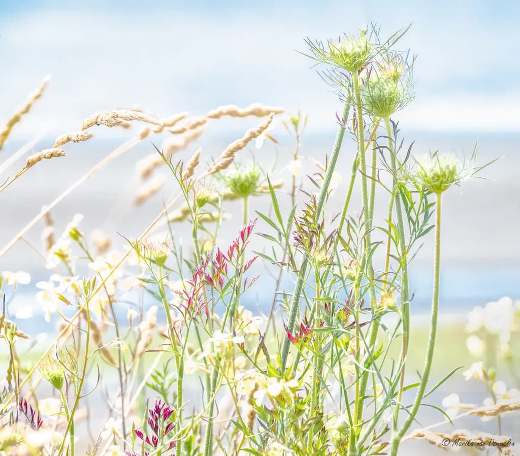 Whispers of Nature: A Serene Floral Dance in Soft Light
