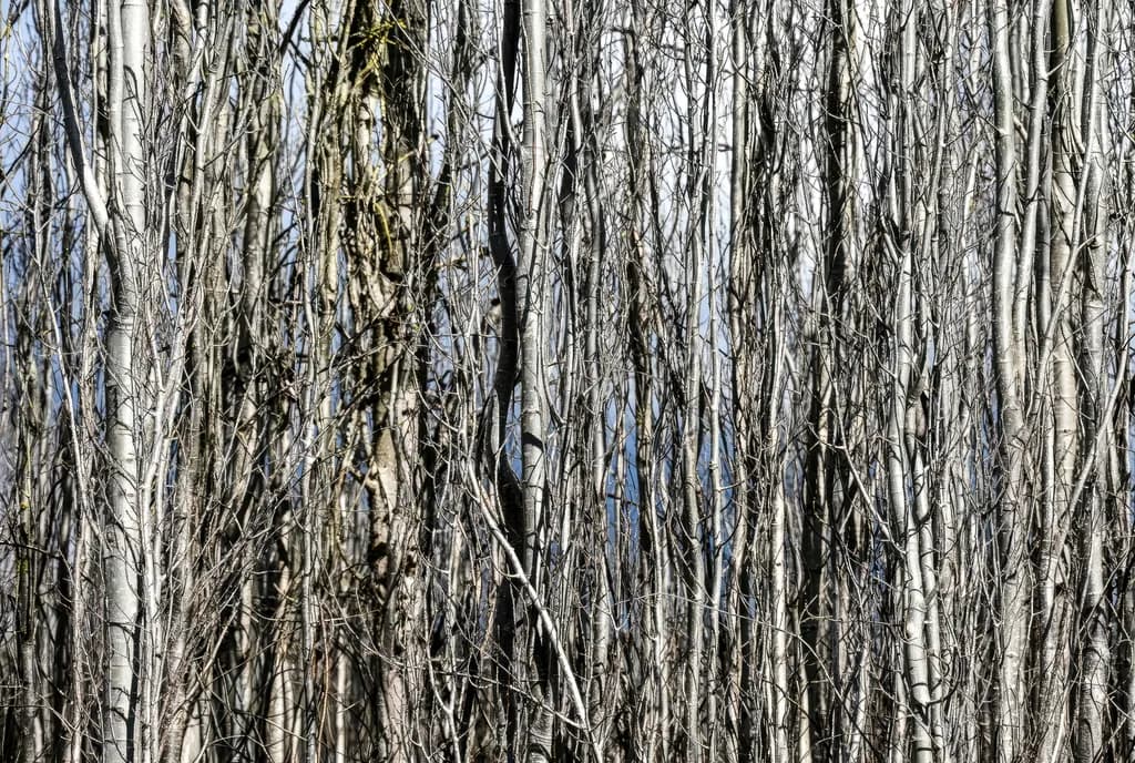 Winter Thicket