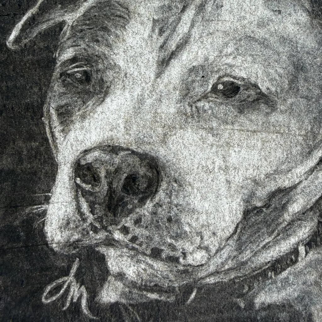 Shepherd's Gaze