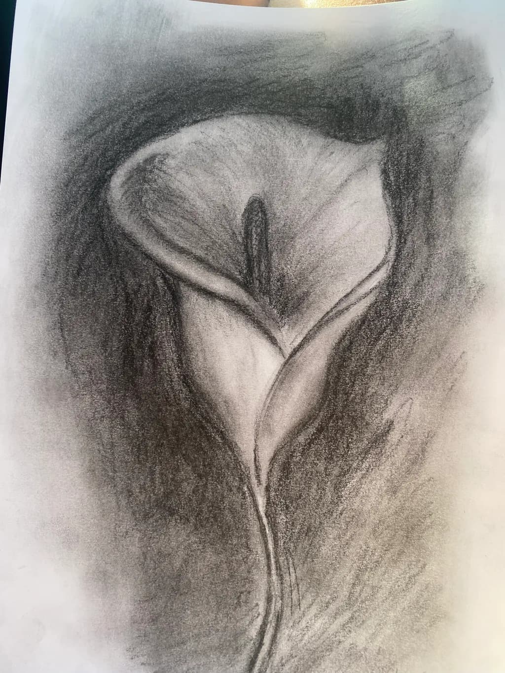 Whispers of Elegance: A Charcoal Study of a Calla Lily