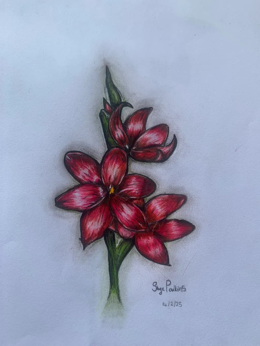 Radiant Red Blooms: A Captivating Floral Study in Colored Pencil