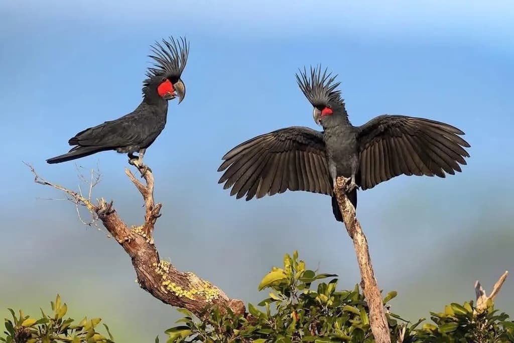 Crested Duet