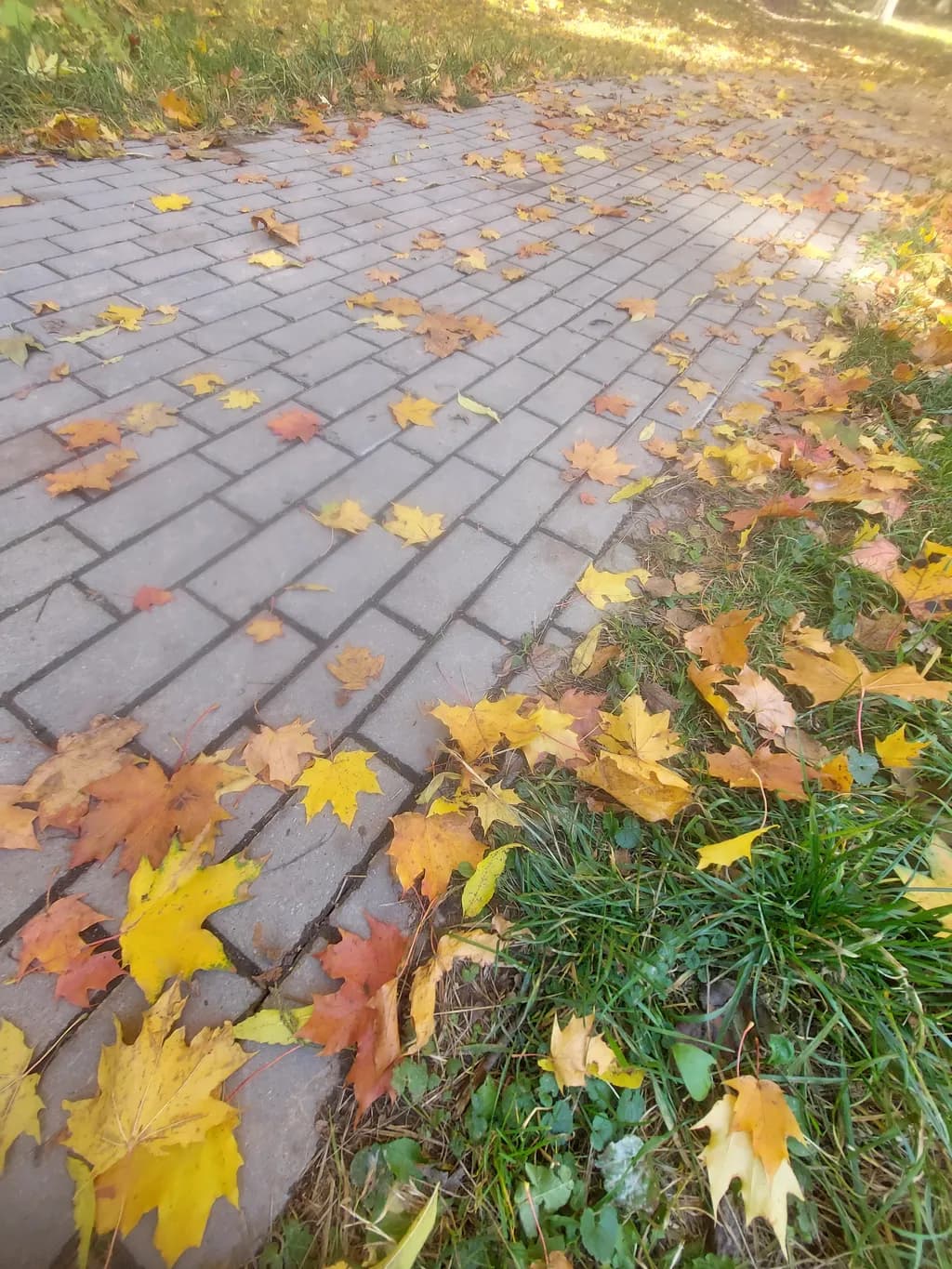 Autumn's Tapestry: A Pathway of Colorful Leaves and Nature's Embrace