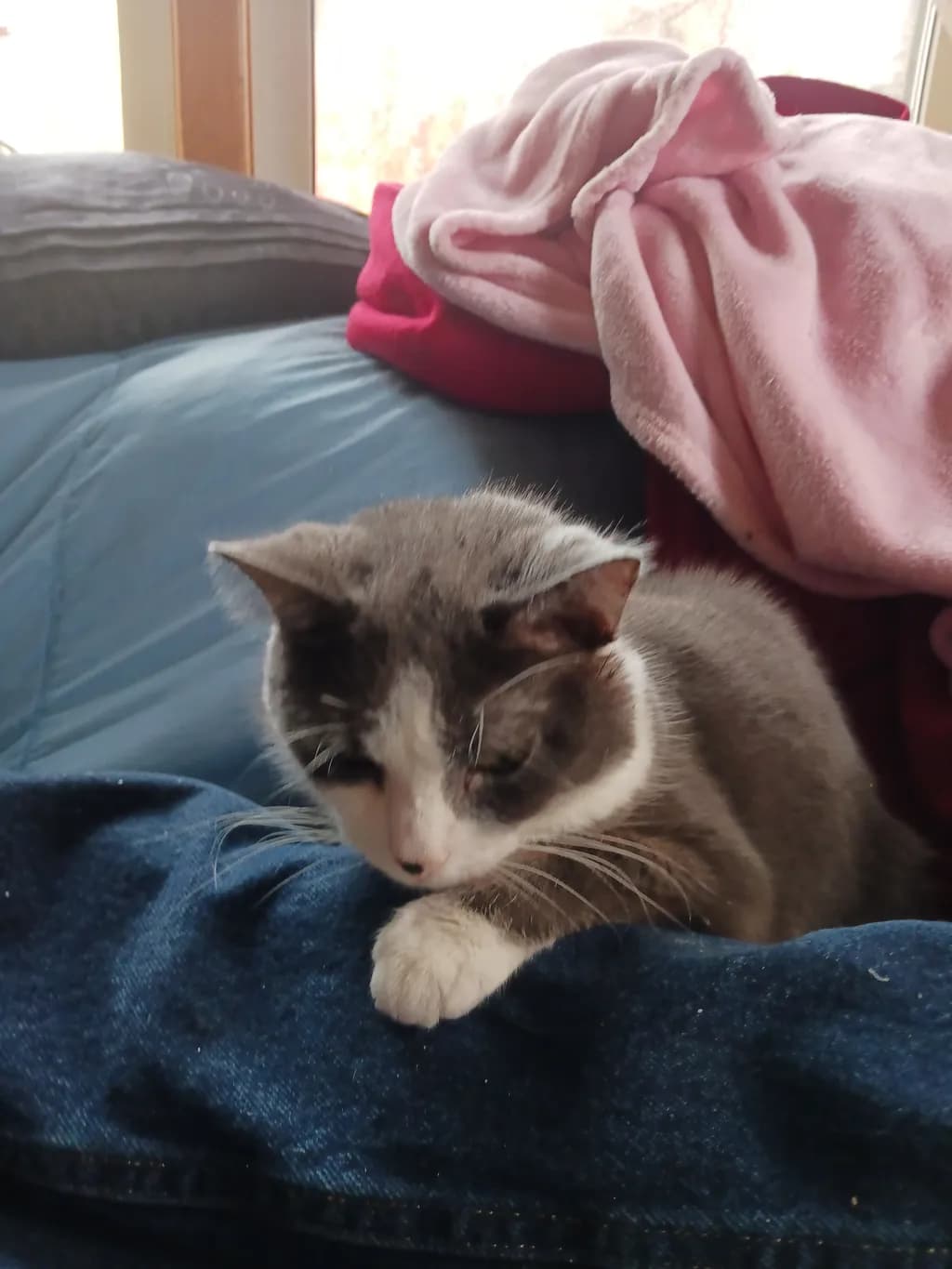 Cozy Moments: A Serene Cat Nap Amidst Soft Textiles