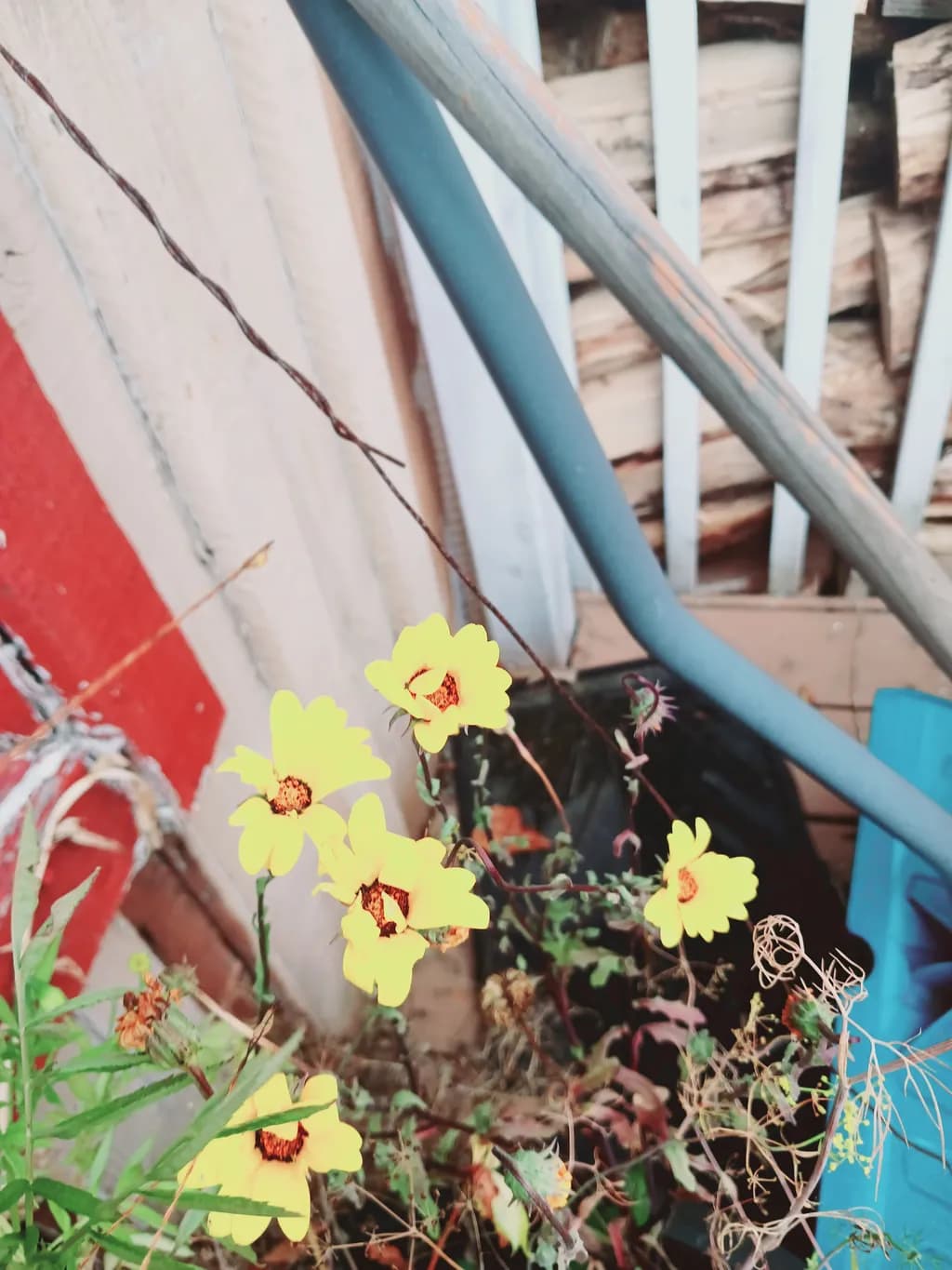 Urban Blossoms: A Vibrant Dance of Yellow Flowers Amidst Nature's Textures